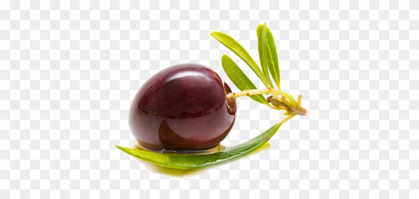 We Are Exporting To Germany, Usa, Canada, Romania, - Kalamata Olive Png #761266