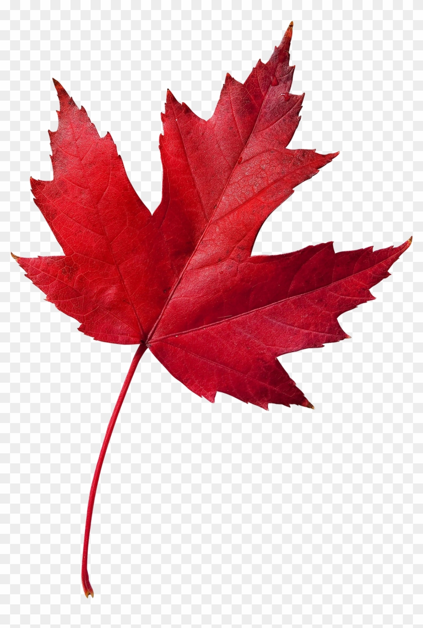 Your Business Is Important To Us And We Appreciate - Canada Symbol Maple Leaf #762077