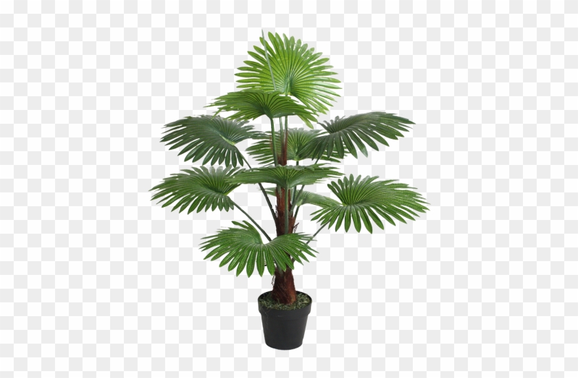 Fan Palm 95cm - Fan Palm Png #762083