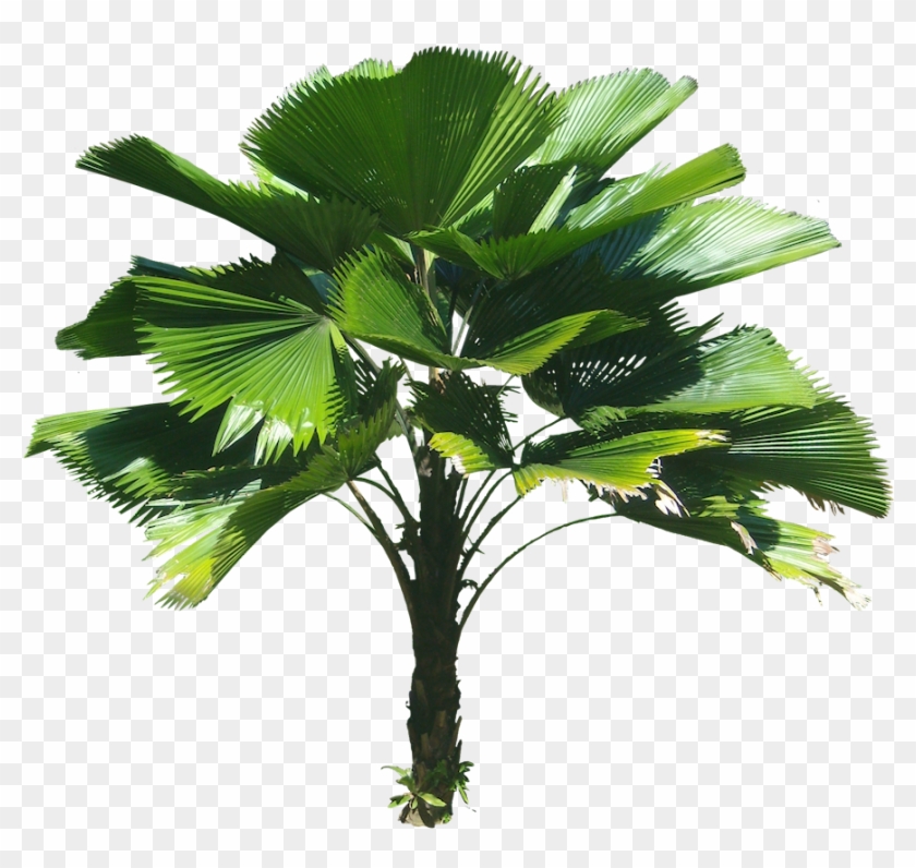 Licuala Grandis Ruffled Fan Palm - Licuala Grandis Png #762092