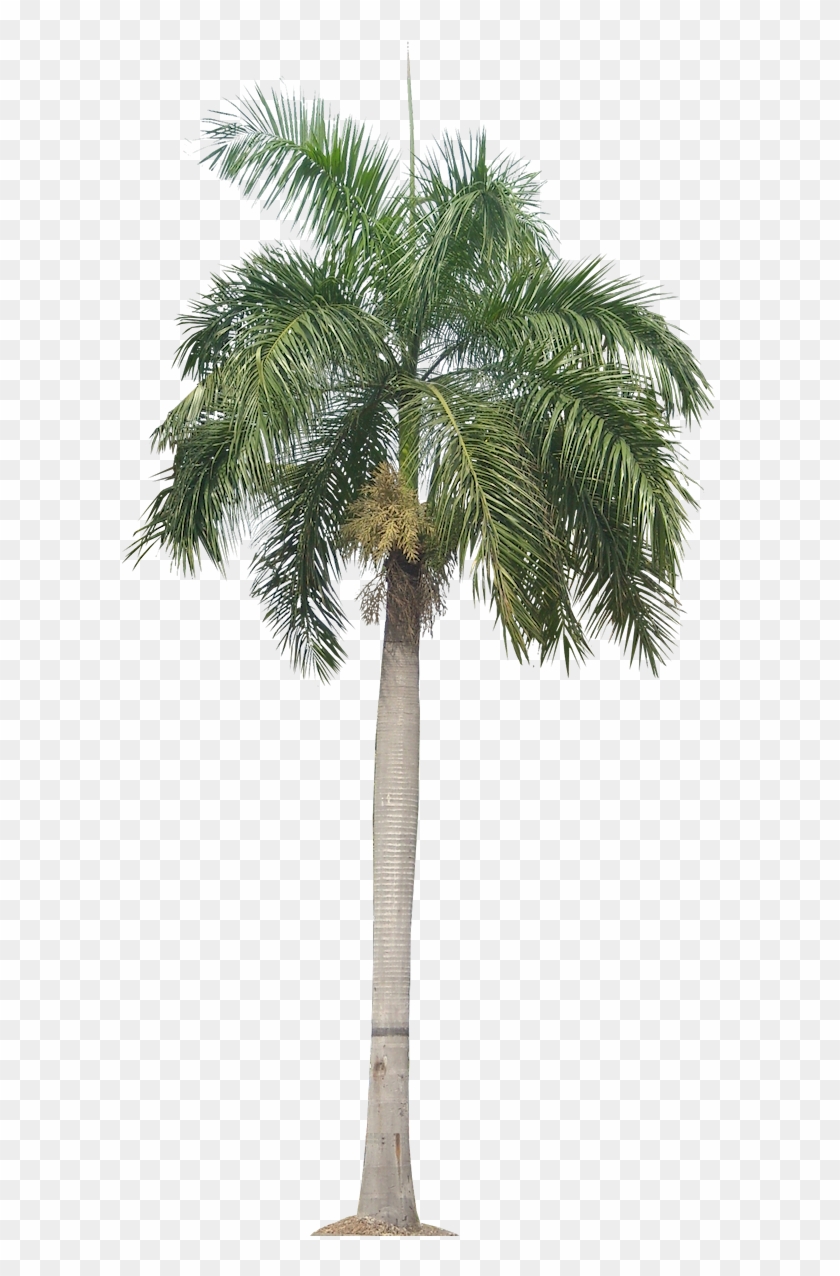 Royal Palm - Roystonea Regia Png #762119