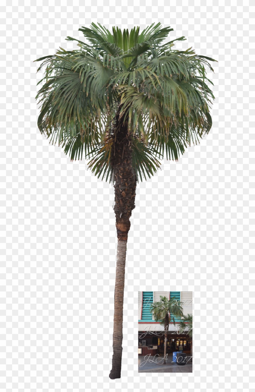 Palm Tree Png Stock By Mom-espeace - Palm Trees #762131