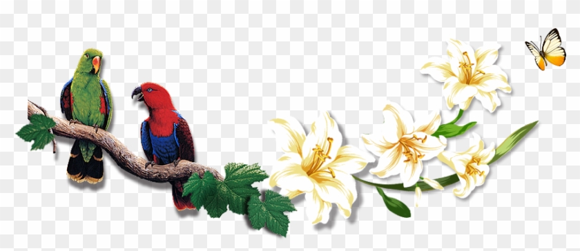 Ave De Pico De Loro - Lorikeet #762998