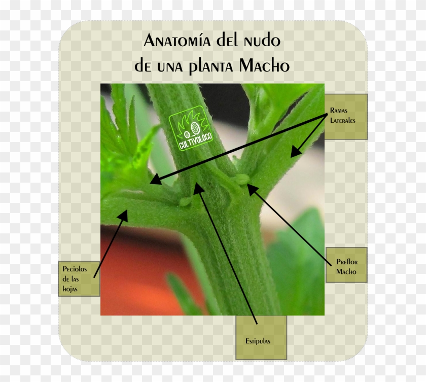 Todo Sobre Los Nudos De Nuestras Plantas - Grass #763058