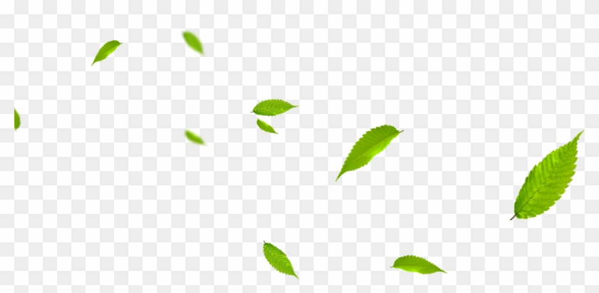 Leaf Green Euclidean Vector Gratis - Portable Network Graphics #763536