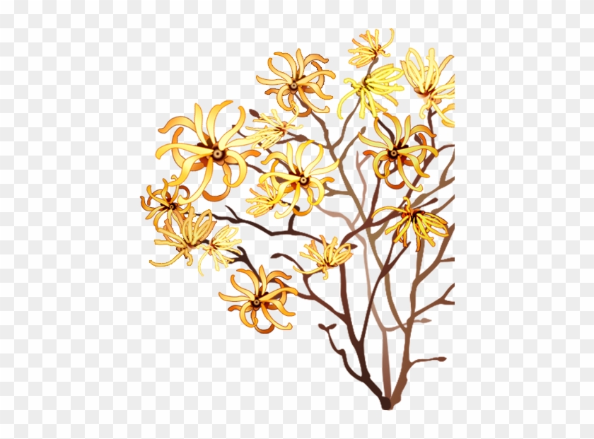 Witch Hazel Uses - Witch Hazel Uses #763736