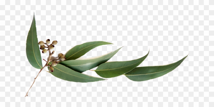 Pin Eucalyptus Leaves Clip Art - Scentsy Just Breathe Description #766002