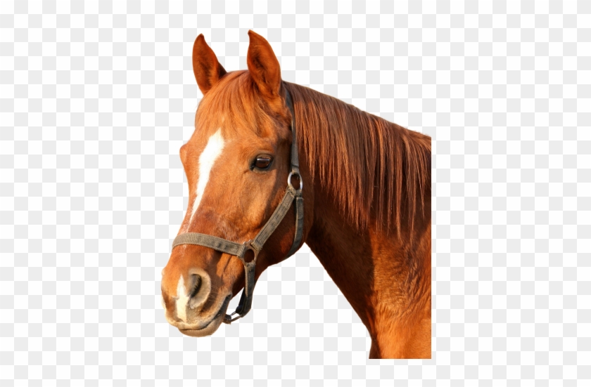 Horse Clipart Hd Png Png Images - Horse Png #766537