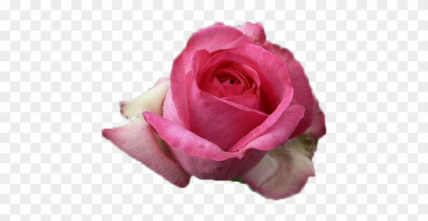 Pink Rose 2 Png By Vixen1978 - Floribunda #768519