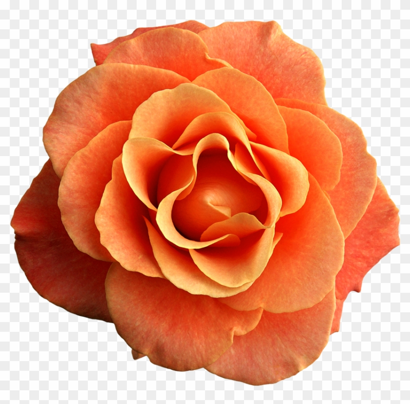 Orange Rose Png Clipart Image - Blancho Bedding Rose Blossom - Wall Decals Stickers #768580