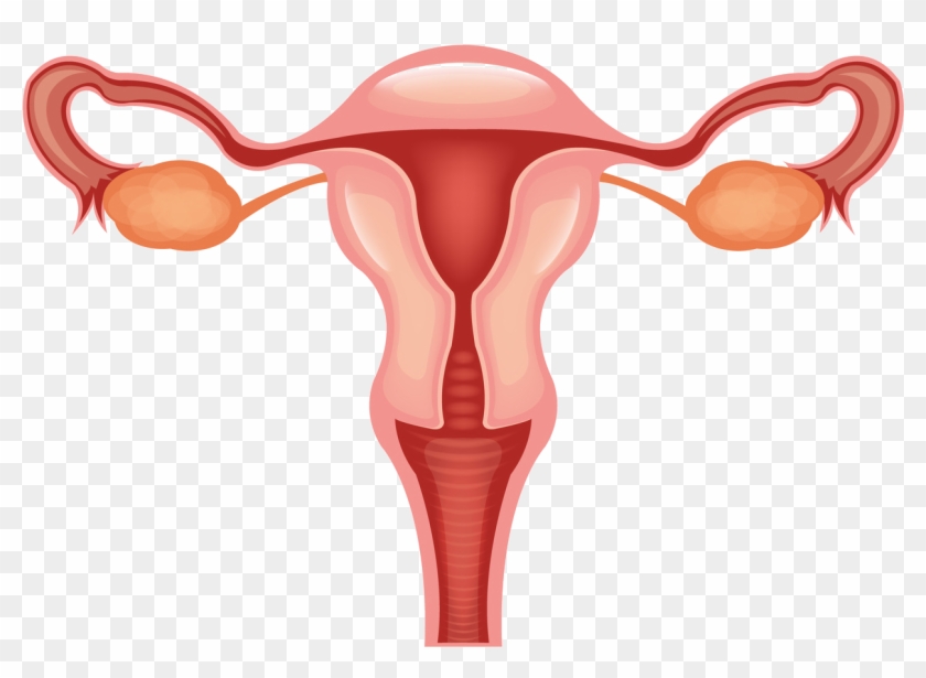 Uterus Clip Art #144660