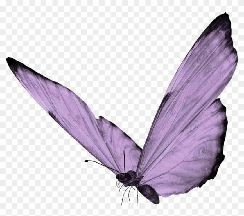 Butterfly Png By Yotoots - Butterfly Png #773338