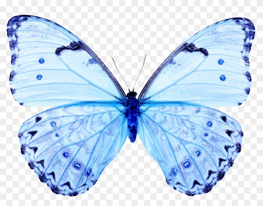 Blue Light Glowing Butterfly Png Collection of free transparent ...