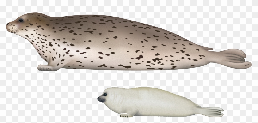 Harbor Seal Png - Largha Seal #773948