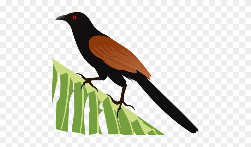 File - Greater Coucal - Svg - Greater Coucal Clip Art #775227