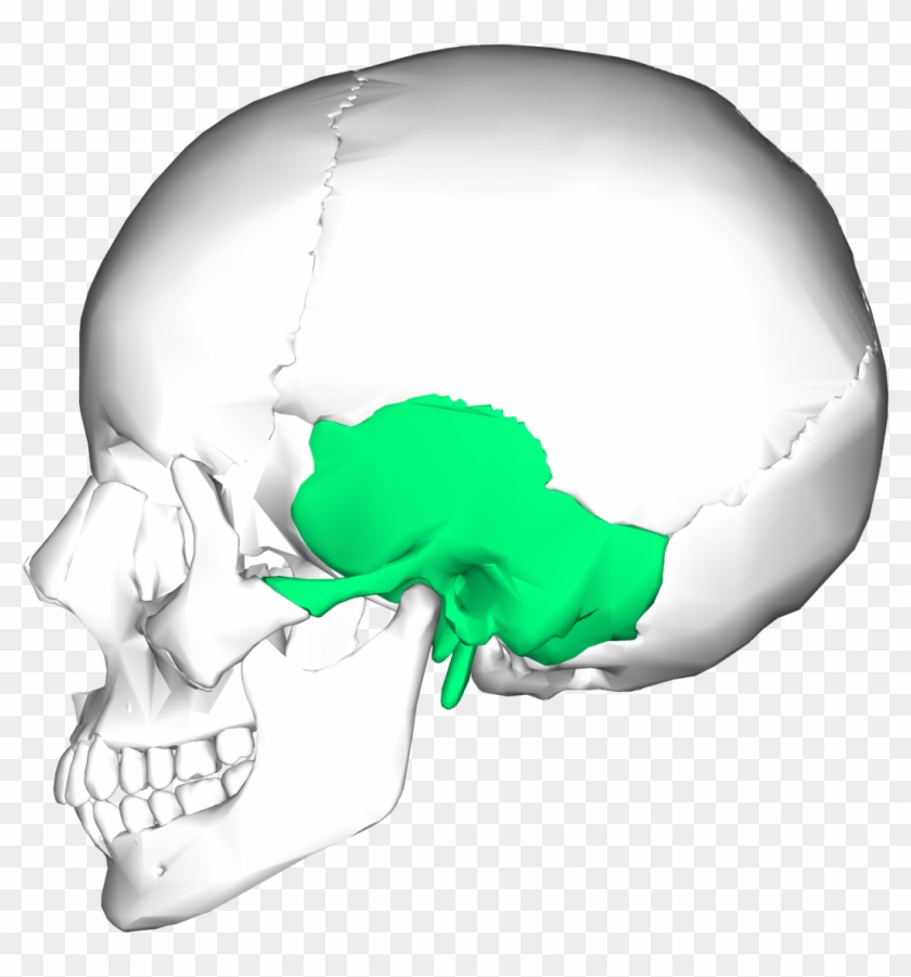 Temporal Bone #775406