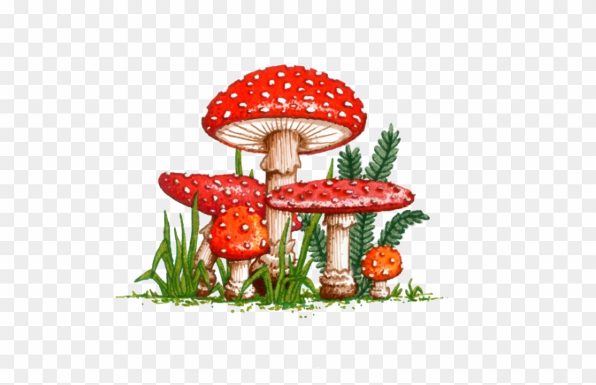 Amanita Muscaria Png Picture - Muchomor Png #775459