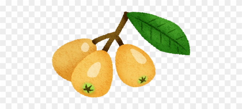 Loquat - Illustration #775564