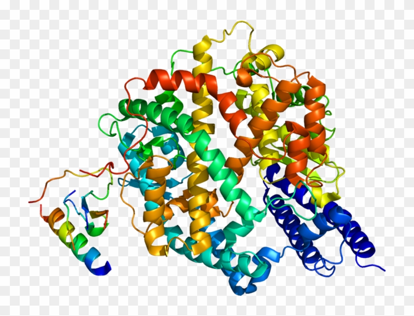 Protein Ace2 Pdb 1r42 - Angiotensin Converting Enzyme Ace Molecular Structure #775579