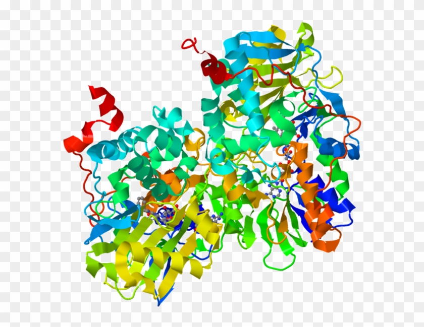 Ribbon Diagram Of Human Monoamine Oxidase B - Monoamine Oxidase Inhibitors #776838