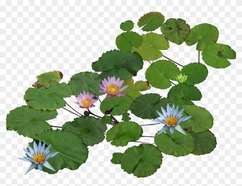 Nelumbo Nucifera Water Lilies Clip Art - Nelumbo Nucifera Water Lilies Clip Art #778575