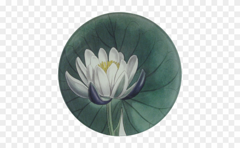 Water Lily - Sacred Lotus #778584