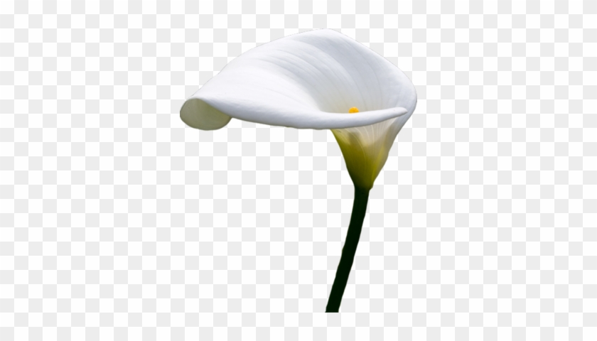 Calla Lilly Psd - Arum #778590