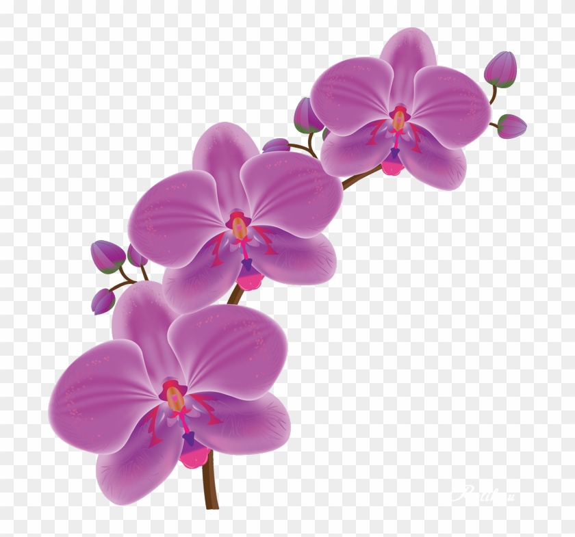 Sketch Orchid Branch Hand Drawn Ink Style Royalty Free SVG Cliparts  Vectors And Stock Illustration Image 27321478