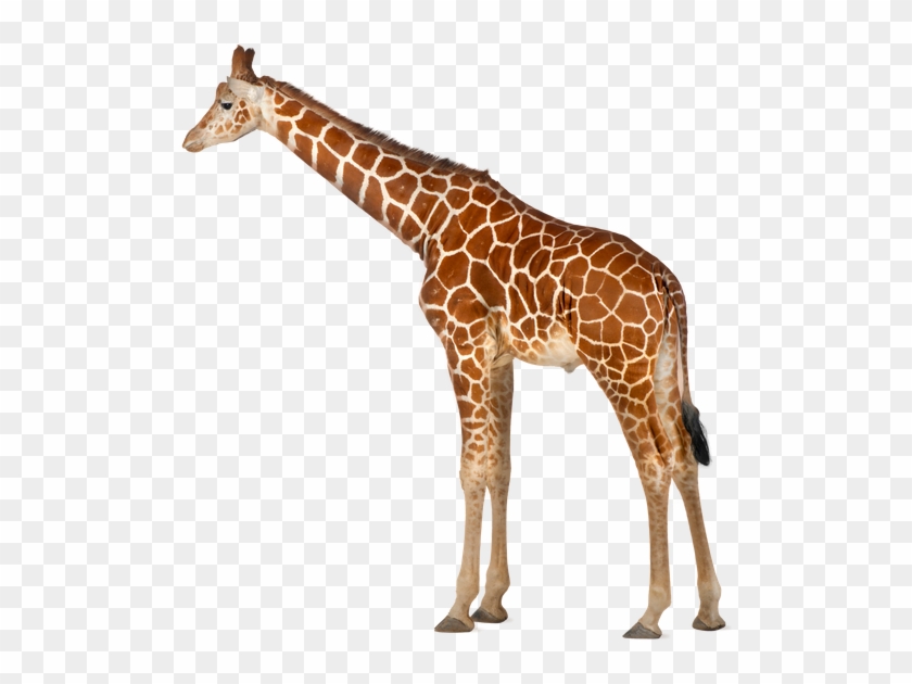 Somali Giraffe By Azurehowlshilach On Deviantart - Żyrafa Na Białym Tle #780004