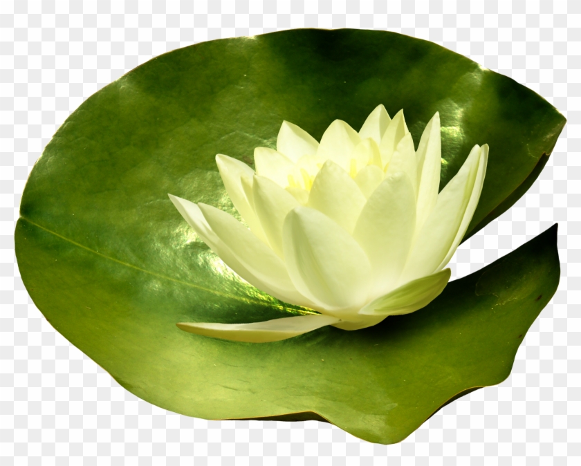 Lotuses - Sacred Lotus #780487