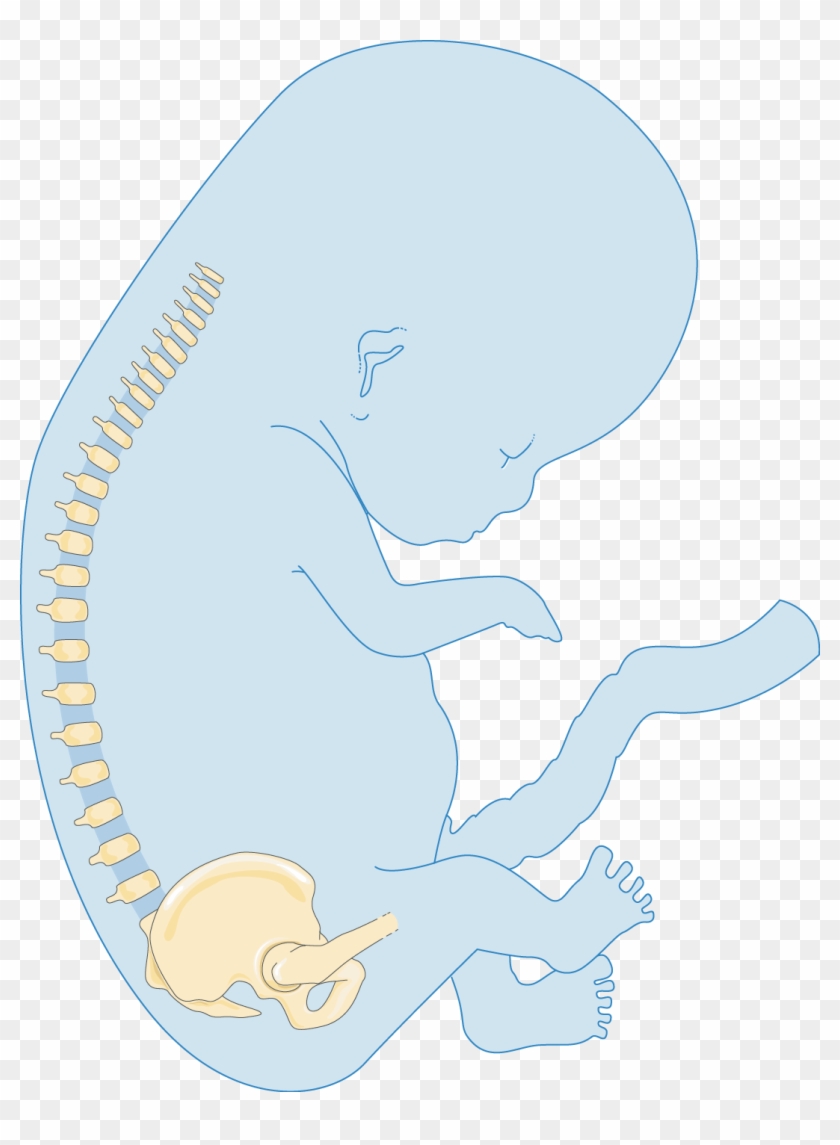 Foetus - Illustration #781571