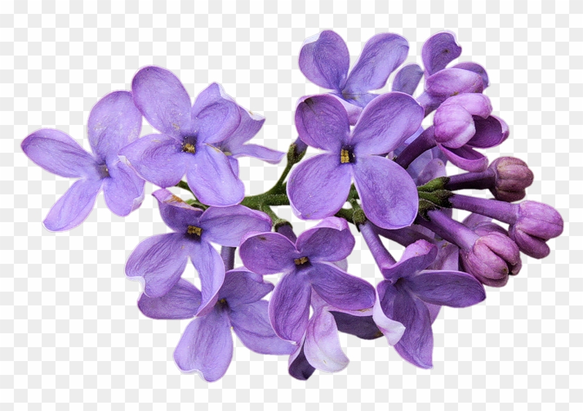 Flower Images, Purple Flowers, Hair Slide, Collages, - Flores Violetas Png  - Free Transparent PNG Clipart Images Download