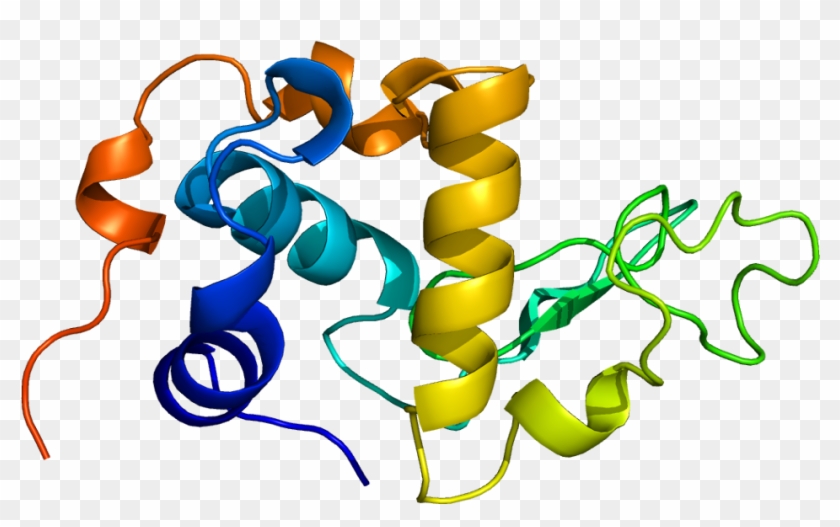 Α Lactalbumin #782456