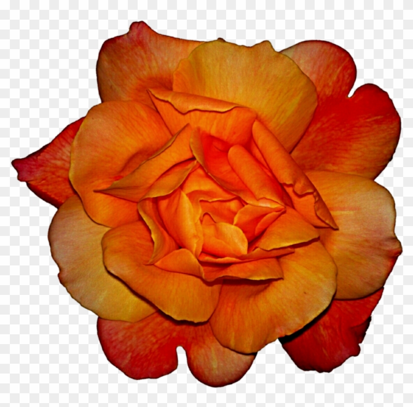 Image - Red And Yellow Rose Png #782817