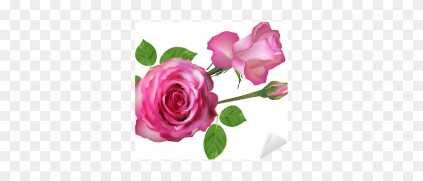 Two Isolated Light Pink Roses And Bud Sticker • Pixers® - Rose #783635
