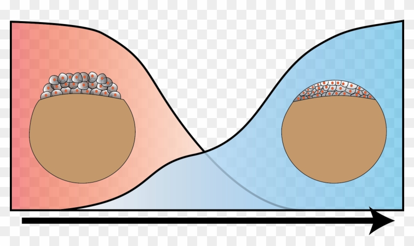 In Higher Organisms, The Early Phase Of Embryonic Development - Illustration #784896