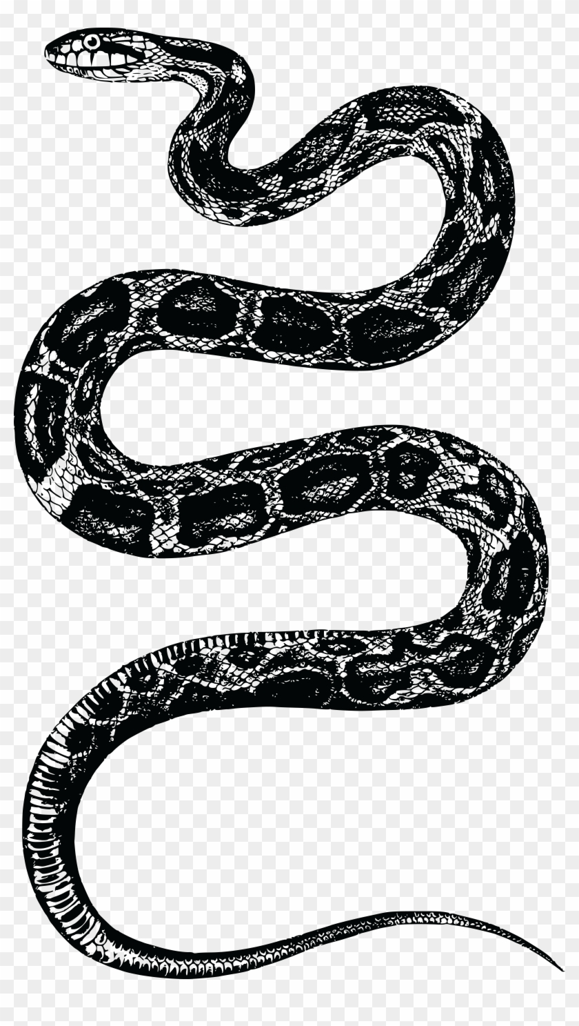 Free Clipart Of A Rattle Snake - Png Snake #791679