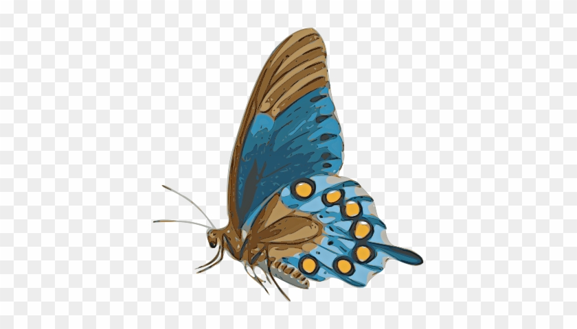 Butterfly - Butterfly Side Png #792430