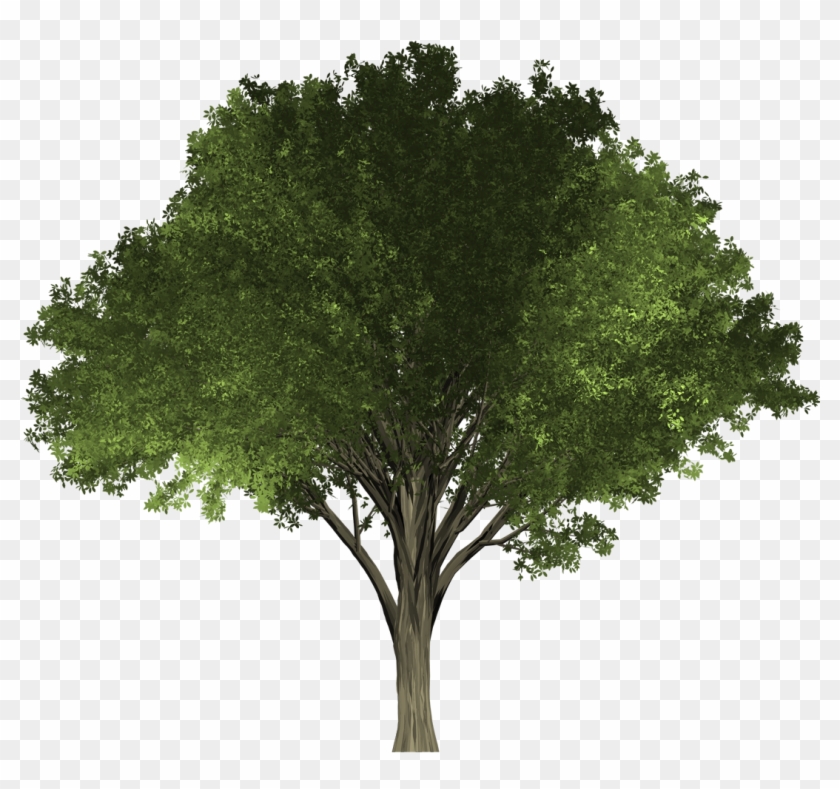 The Petalless Flowers Appear Before The Leaves And - Elm Tree Png #792561