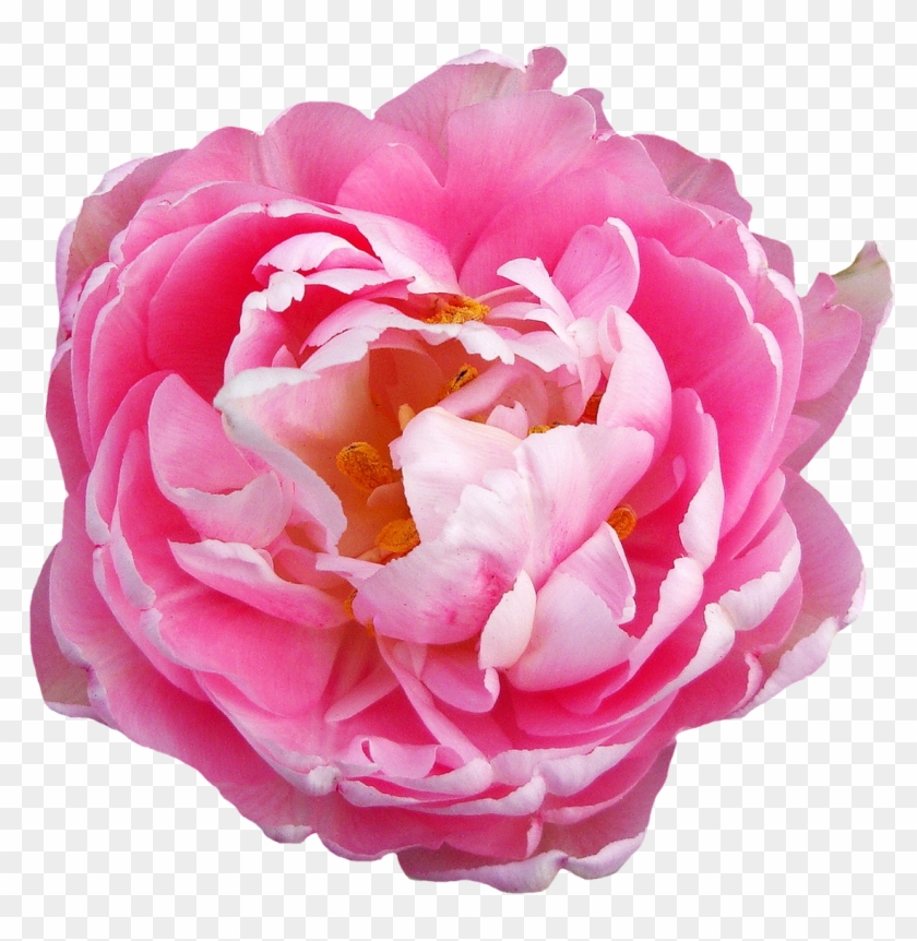 Rose Flower Pink - Peony Transparent Background #795980