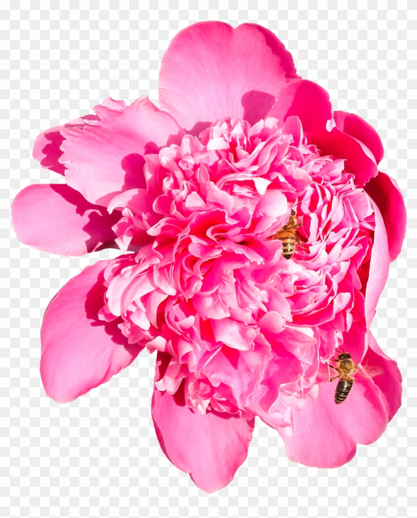 Velvety Peony With Two Bees Png By Bunny With Camera - Clip Art #801817