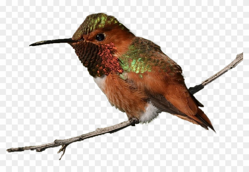 Rufous Hummingbird Williamgarrett Creativecommons - Rufous Hummingbird #801937