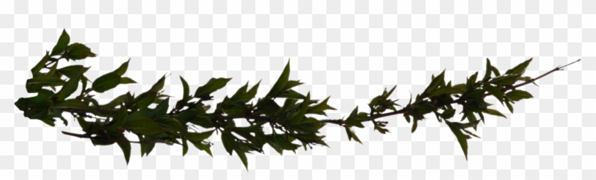 Branchleaves - Branch Png Hd #802040