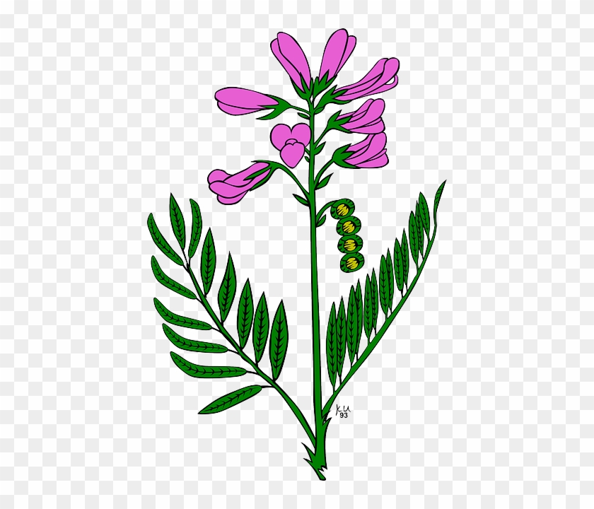 Plant Plants, Flower, Flowers, Purple, Garden, Plant - Snapdragon Flower Clip Art #802045