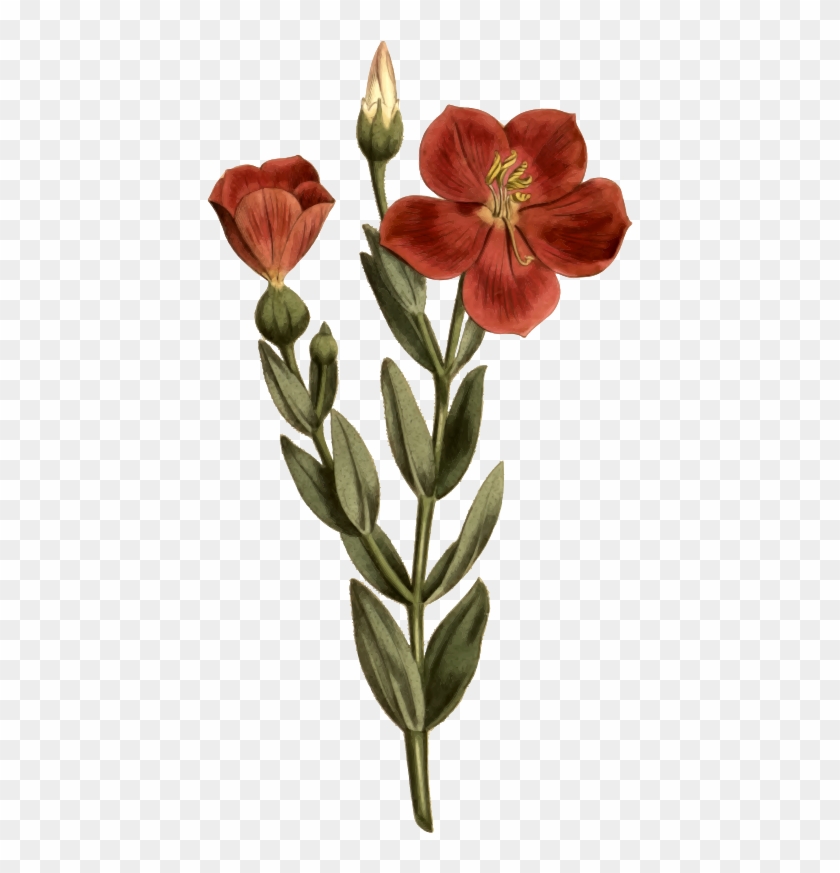 Medium Image - Calochortus - Free Transparent PNG Clipart Images Download