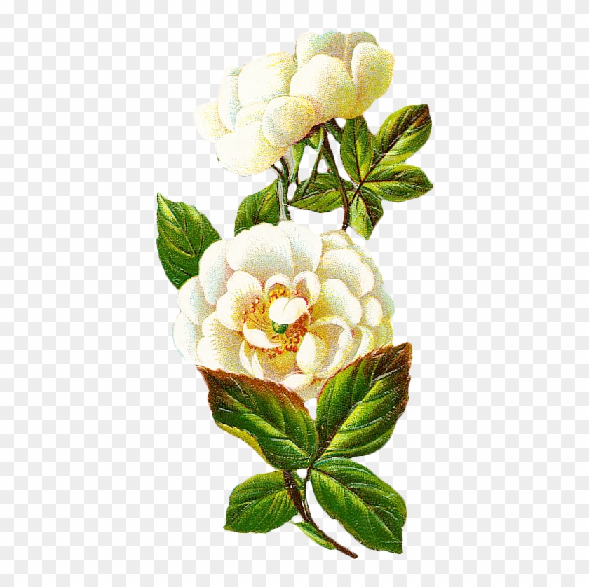 Centifolia Roses Flower Petal - Vintage Magnolia Flower Png #804067