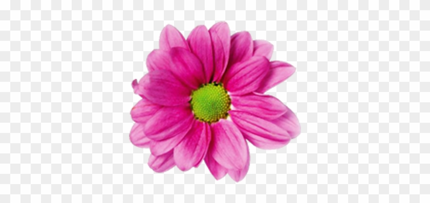 Here Is A Couple Collage Examples I Made Using Png - Pinkish Purple Flower #807570