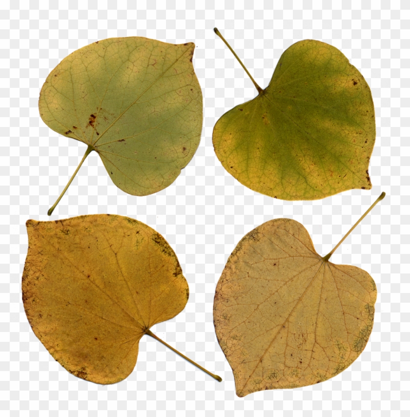 Eastern Redbud Leaves By Darkroomalchemist Eastern - Eastern Redbud Yellow Leaves #807746