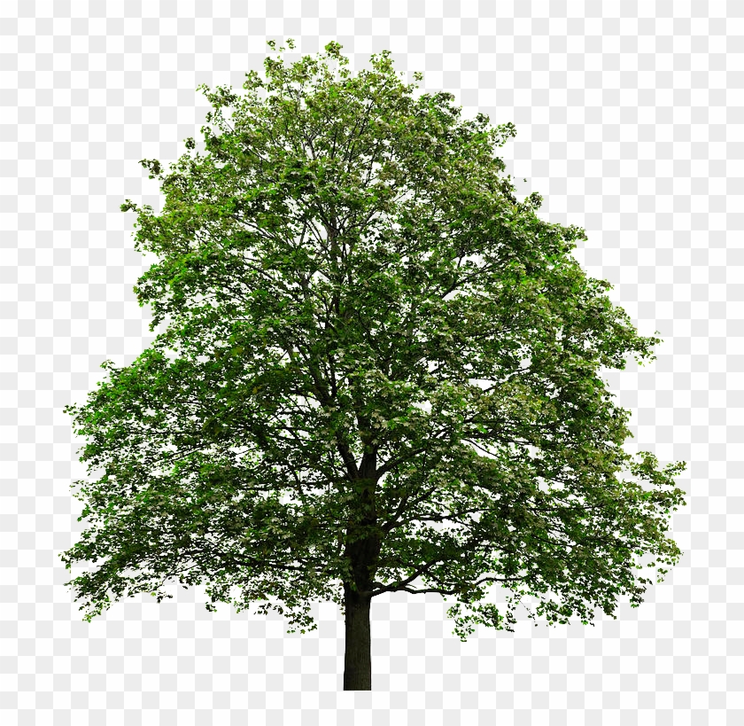 Tree Transparent Background - Tree With No Background - Free ...