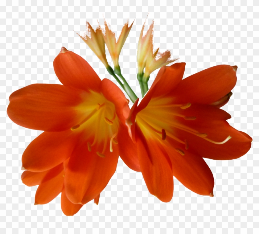 Orange Clivia 3 Stock By Mslissome-d5zswjf - Кливия Пнг #809179